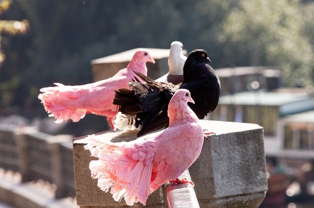 2025自由身球員｜十大最意想不到免簽當打球星　孫興慜或離熱刺.